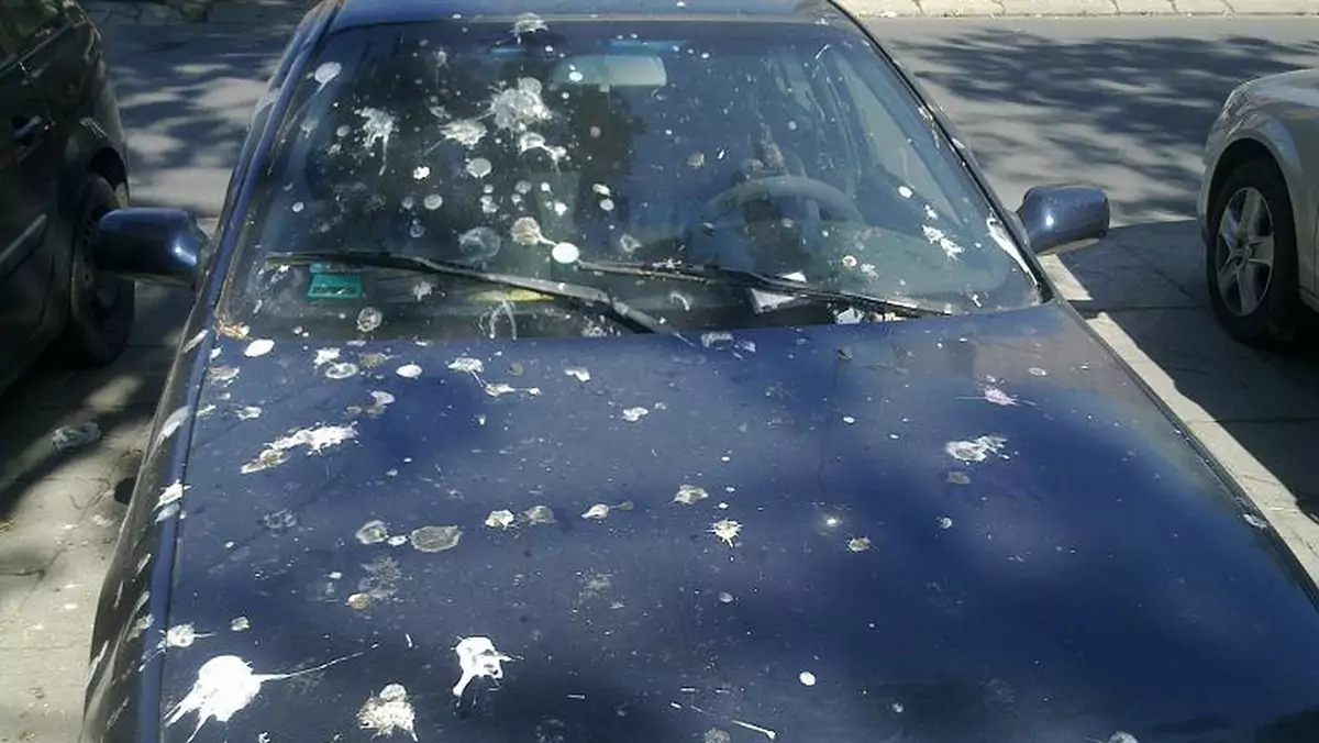 Samochód padl ofiara gołębi