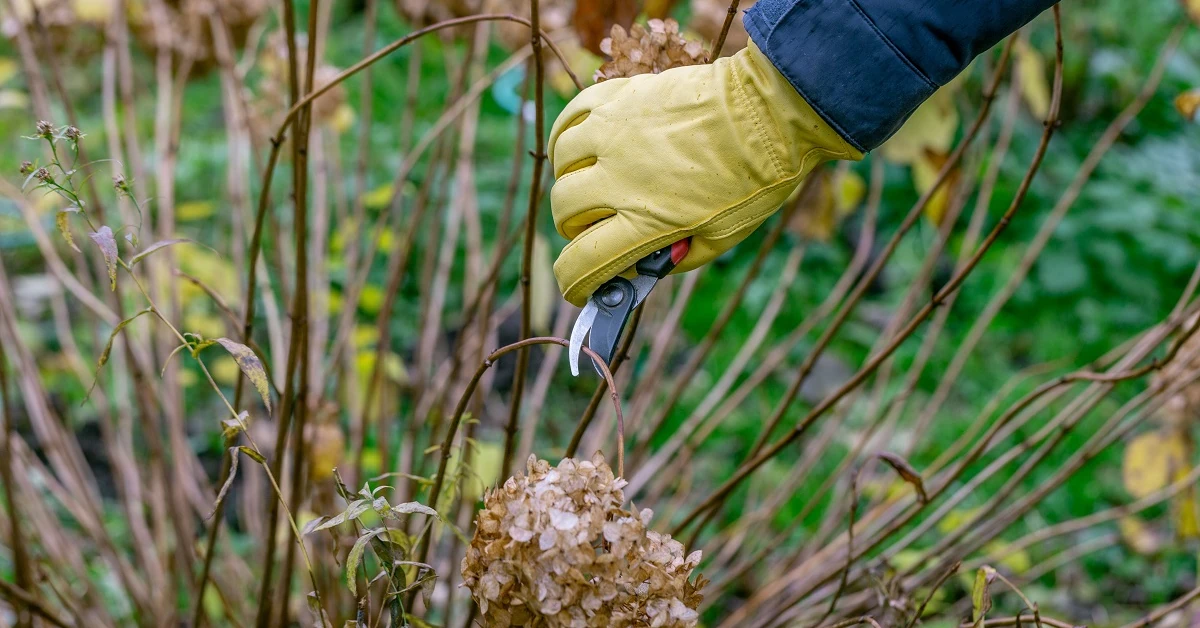 Czy hortensje przycina się na zimę? Obcinać przekwitłe kwiaty jesienią czy lepiej zostawić do wiosny