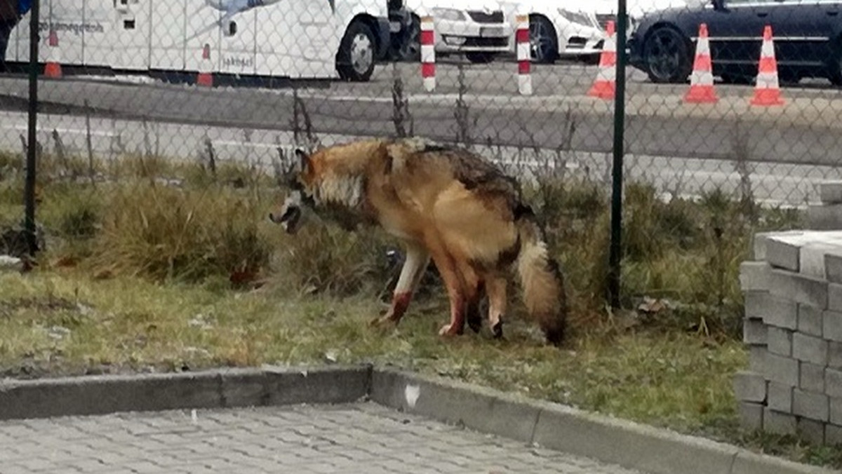 Warszawa: ranny wilk błąkał się po ulicach miasta