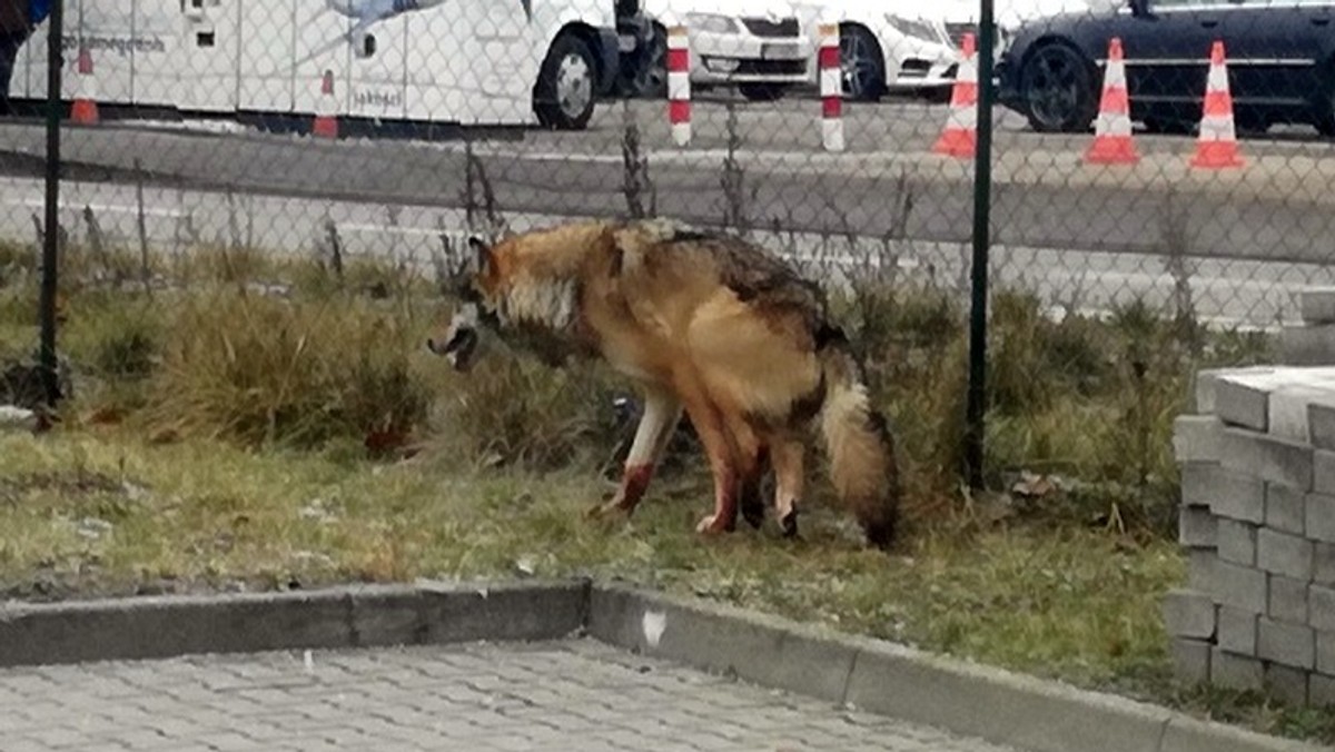 Warszawa: ranny wilk błąkał się po ulicach miasta