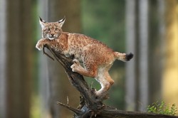 Jakie dzikie koty żyją w Polsce? Oto niezwykłe gatunki