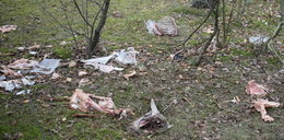Makabra pod Środą Wielkopolską. W lesie znaleziono szczątki kilkudziesięciu owiec