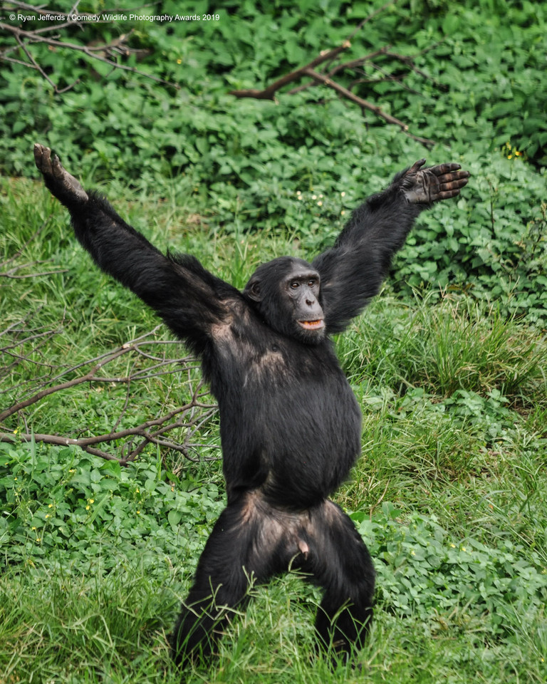 Finaliści Comedy Wildlife Photo Awards 2019