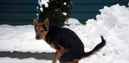 Trójłapek Szczęściarz zbiera na wózek