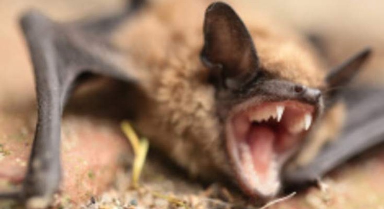 Black Bats invades emergency section of hospital