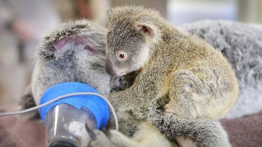 Mały koala przytula się do operowanej mamy