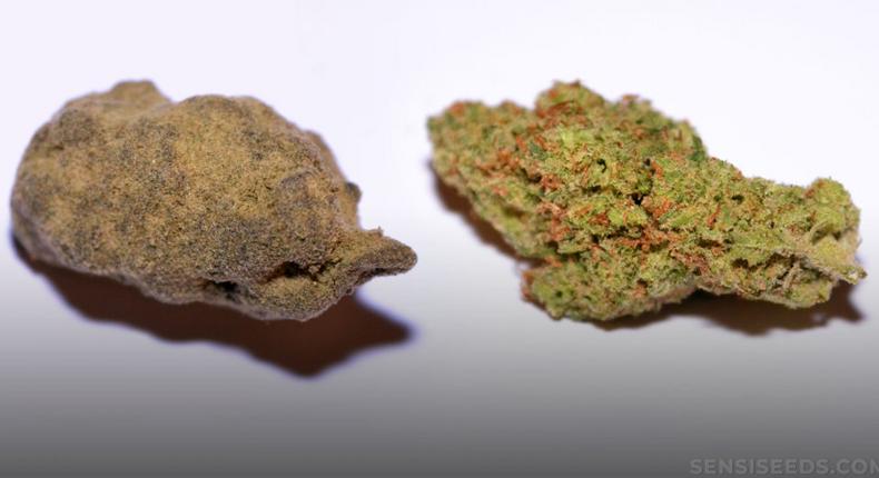 Hashish-vs-weed-1024x540