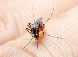 Jest szansa na nowatorskie leczenie malarii. Nowe odkrycie