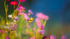 Dość łatwy QUIZ z przyrody. Ale jedno pytanie może sprawić kłopot. Poradzisz sobie?