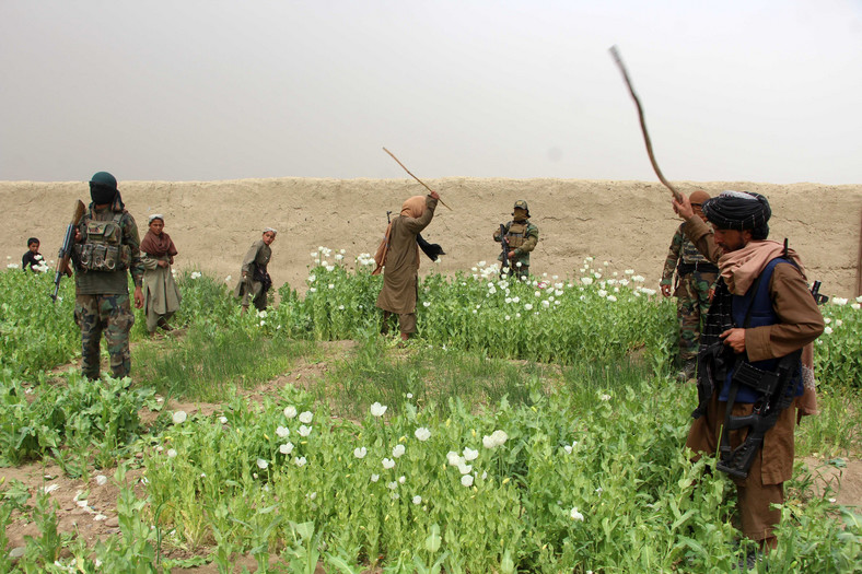Uprawy maku niszczone przez rolników i władze z powodu zakazu wprowadzonego przez Talibów w Afganistanie, 18 marca 2023 r.