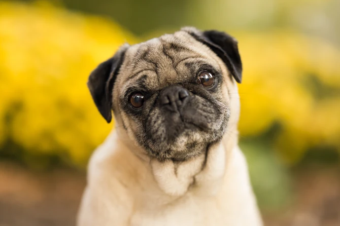 Mopsevi su skloni respiratornim problemima što utiče na njihov životni vek