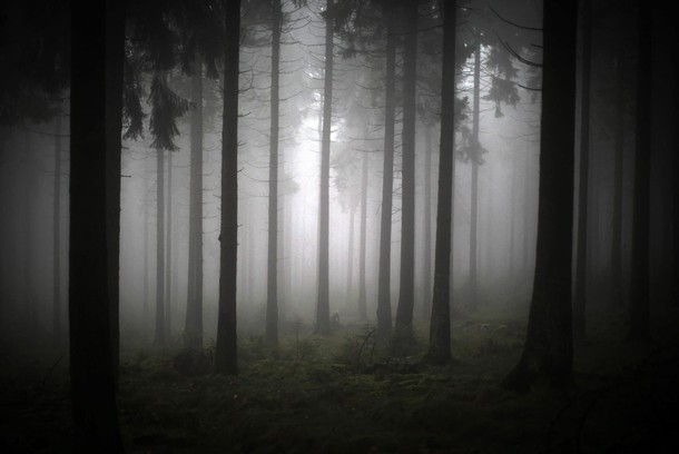 GERMANY WEATHER FOREST