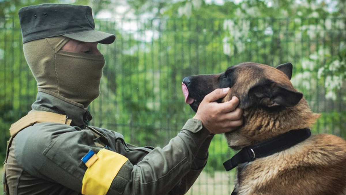 Pies porzucony przez Rosjan służy w ukraińskim punkcie kontrolnym 