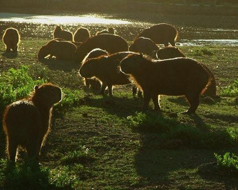 Galeria Argentyna - Delta rzek Parany i Urugwaju, fauna, obrazek 44