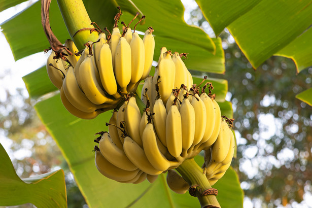 Znany producent bananów wspierał grupę paramilitarną. Dostał ogromną karę