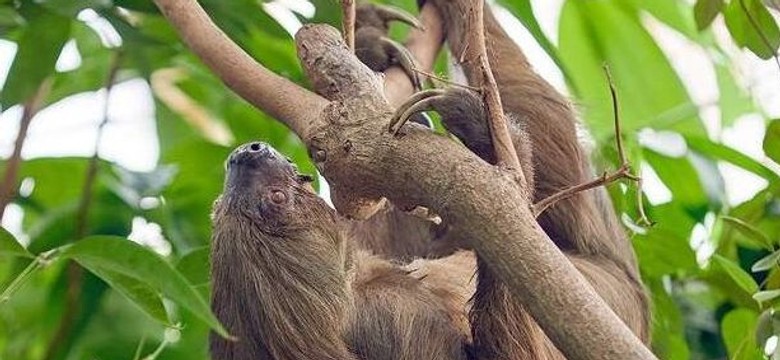 Nie żyje najstarszy leniwiec na świecie. Miał 54 lata