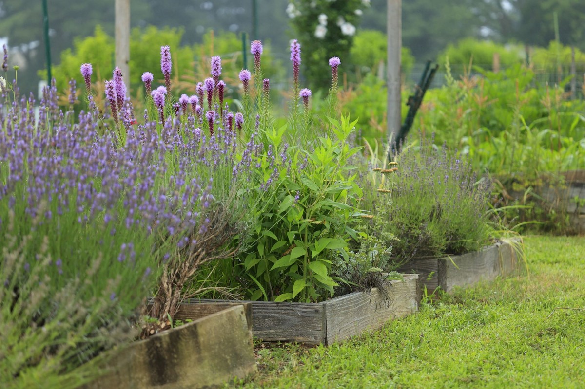 Co będzie modne w ogrodach w 2026 roku? Najnowsze trendy ogrodowe