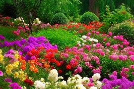 Posadite ih sada i uživajte u njima celog leta: Ovih 5 biljaka uneće boju i razigranost u vašu baštu