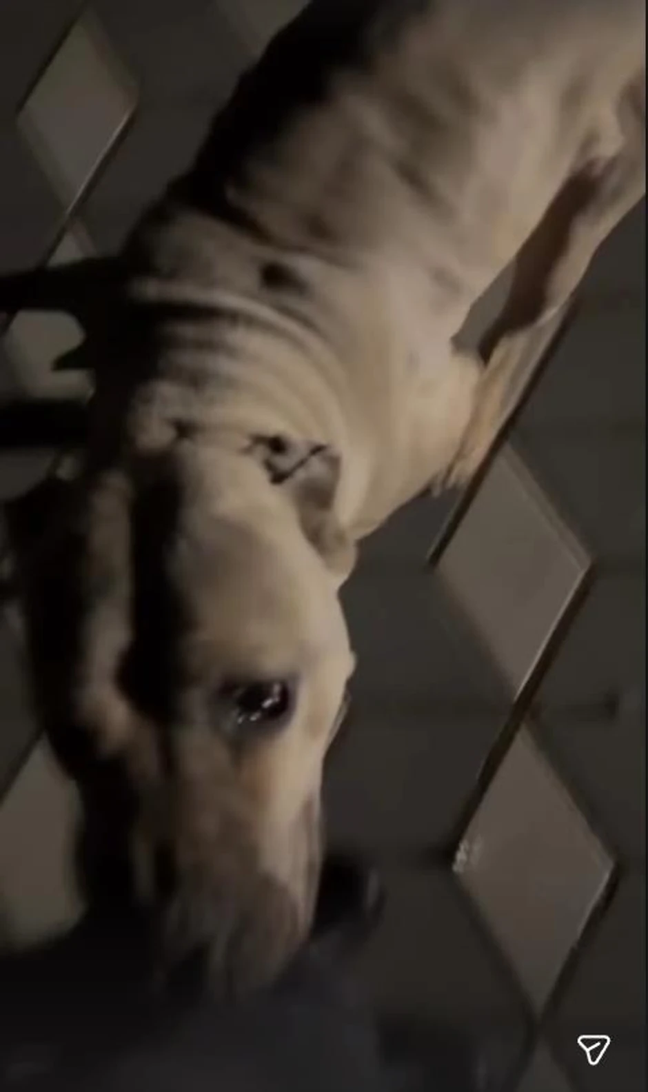 Darko se igra sa psom