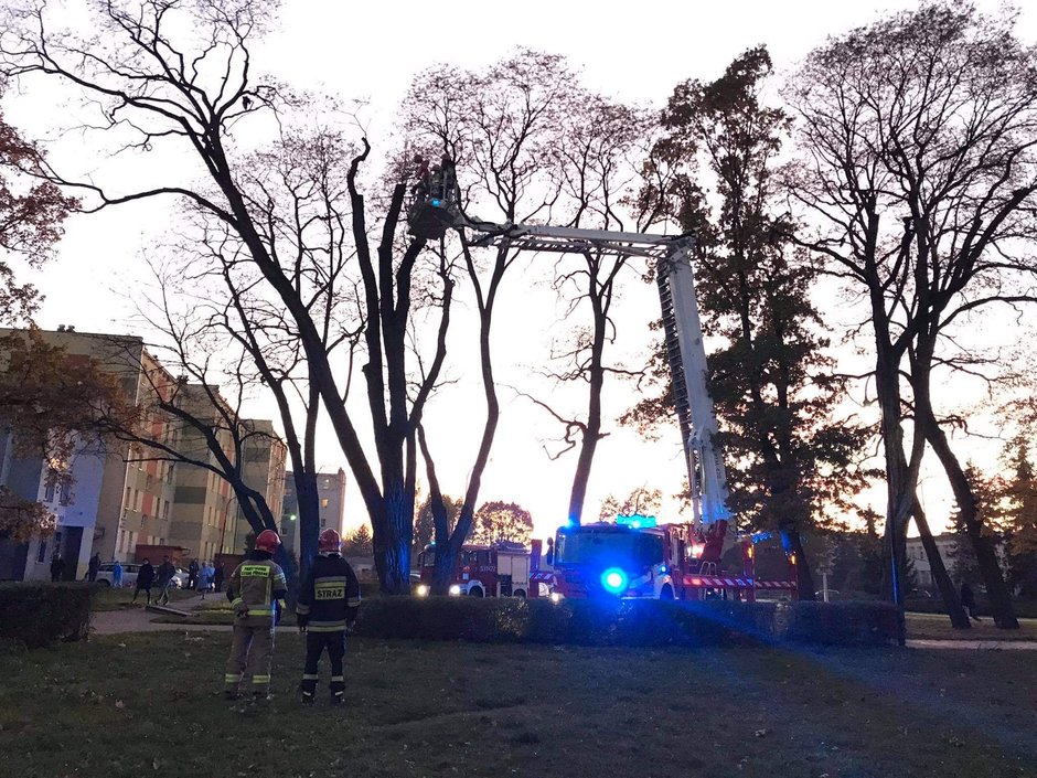 Sieradzcy strażacy zwrócili wolność zaplątanemu ptakowi