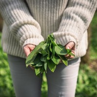 Ha medvehagymát szeretne gyűjteni, ezeket mindenképp tudnia kell!