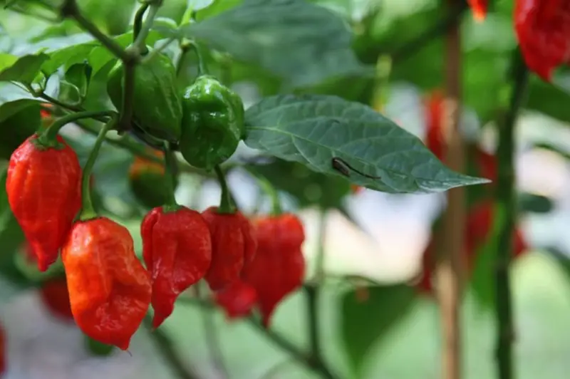 Kiść rosnących papryk Trinidad Scorpion 