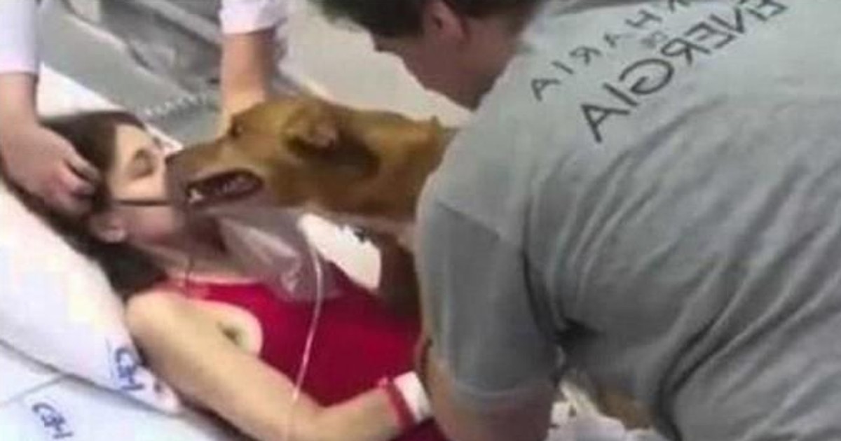 Edad de perro en años humanos