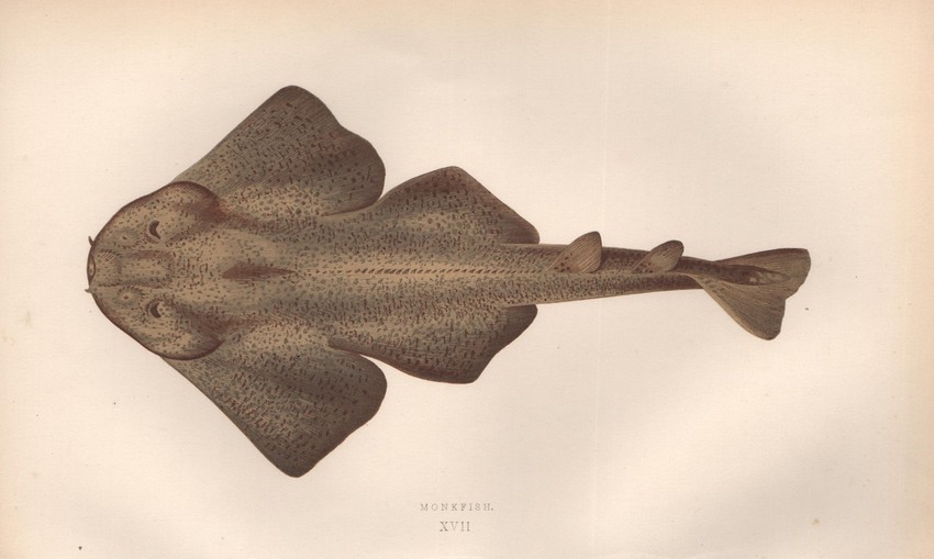 Ajkula anđeo ilustracija iz 1887. godine