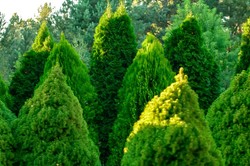 Podlewaj tym tuje co 2 tygodnie. Będą gęste i soczysto zielone