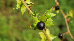Wilcza jagoda - właściwości zdrowotne, objawy zatrucia