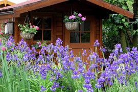 Zovu ih CVEĆE BOGOVA i izgledaju BOŽANSKI, a ne traži mnogo! Evo kako da uzgajate PERUNIKE u bašti ili na balkonu