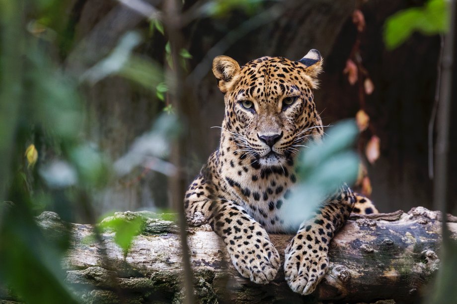 Cejloński leopard w takcie odpoczynku