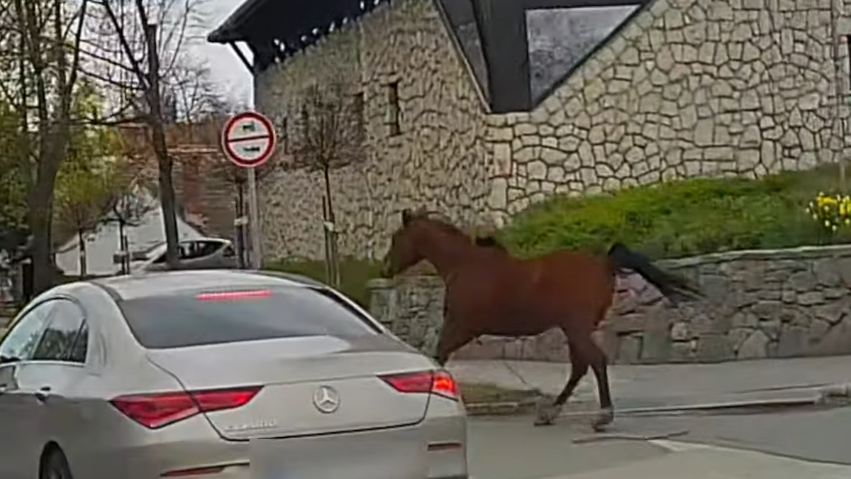 Elszabadult egy ló Szentendrén: alaposan megijesztette az autósokat, tragédia lett a vége – videó