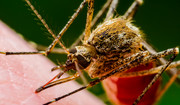 Kogo najbardziej "lubią" komary? Dlaczego niektórych gryzą częściej? [WYJAŚNIAMY]