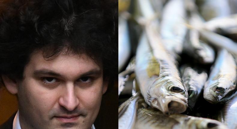 Sam Banman-Fried (left) image by ED JONES / Contributor/Getty Images. Mackerel image (right) image by Anadolu / Contributor/Getty Images