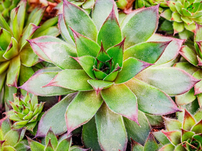 Žena je svaki dan jela čuvarkuću, evo kakvi su bili rezultati posle 30 dana