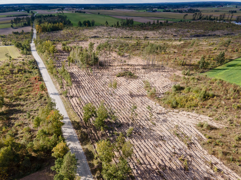 Volkswagen rozpoczyna sadzenie ośmiu hektarów lasów w Polsce