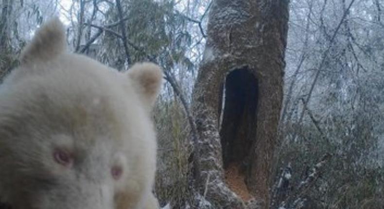 A rare albino giant panda.Wolong National Nature Reserve