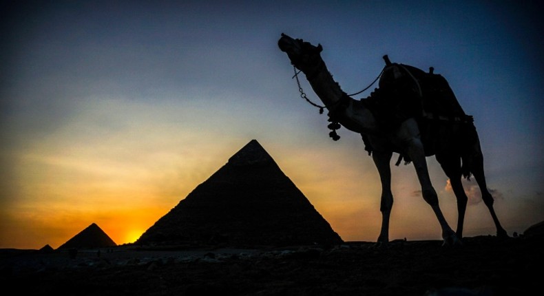 A camel walks past the pyramid of Khafre (also known as Chephren) at the Giza pyramids necropolis on the southwestern outskirts of the Egyptian capital Cairo