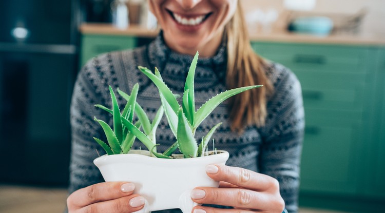 Az aloe vera könnyen szaporítható Fotó: Getty Images