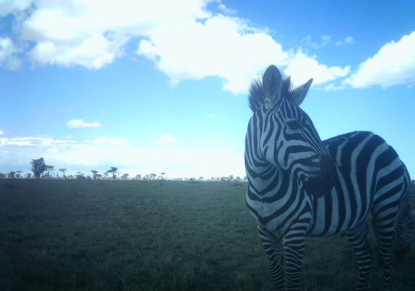Tanzania - Park Narodowy Serengeti - bezkrwawe pułapki