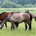 150 koni na pokazie w Janowie Podlaskim, aukcja w tym roku bez rozmachu