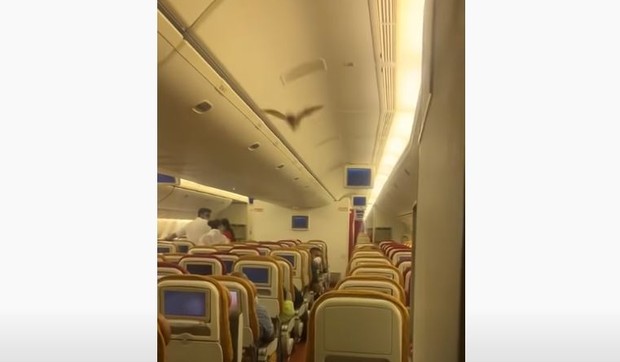 Šišmiš u avionu
