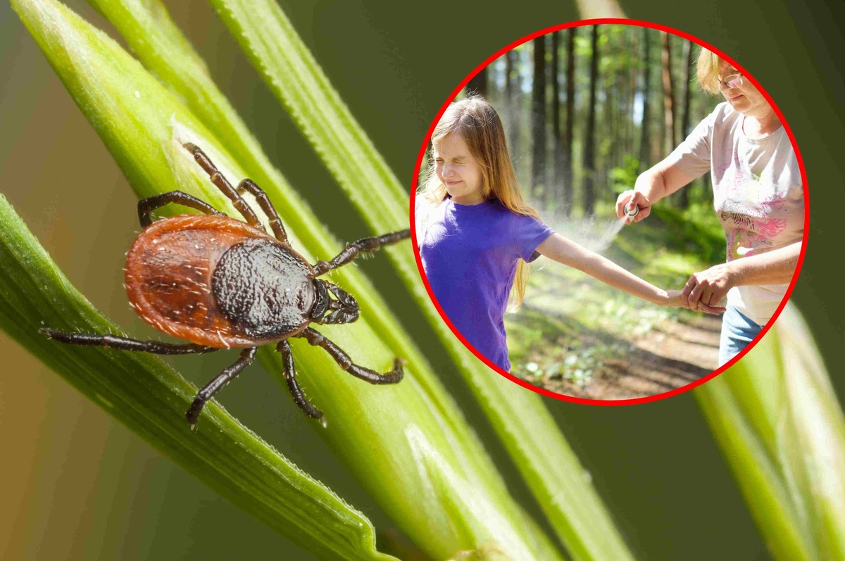 Zrób spray z tymianku lub rozmarynu, a kleszcze uciekną. Banalny przepis na skuteczny odstraszacz