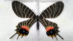 Miały być obrazki, były rzadkie motyle pod ochroną. Nielegalna przesyłka z Kazachstanu