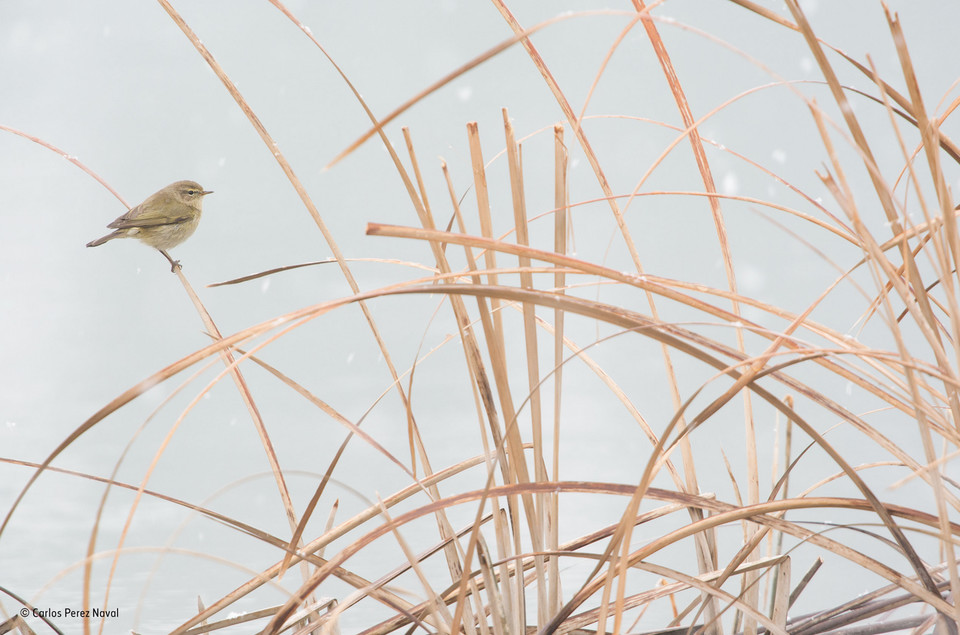 Wildlife Photographer of the Year 2016