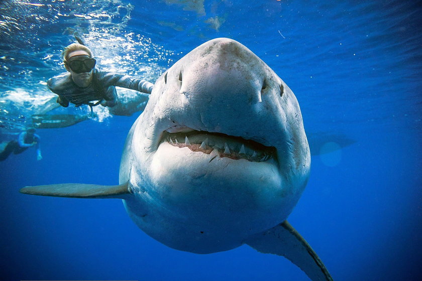 Legendarny żarłacz biały sfilmowany, jak pływa z nurkami