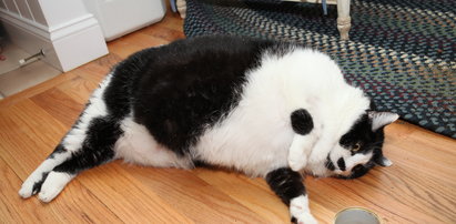 Oto najgrubszy kot w Ameryce. Umrze, jeśli nie schudnie!