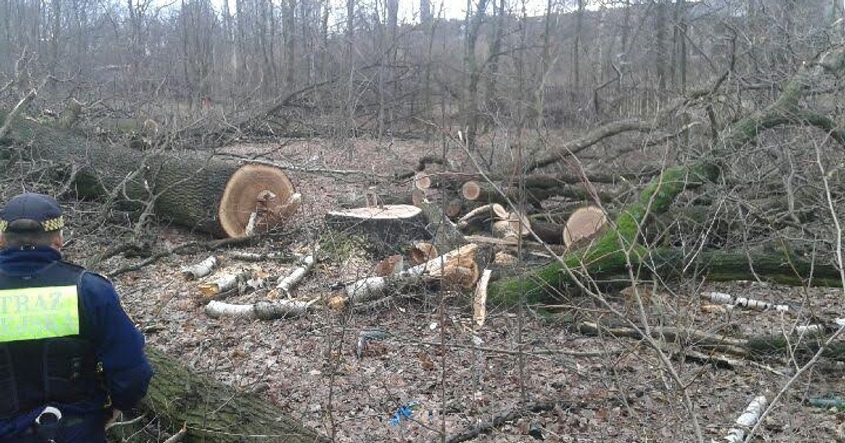 Kary Za Zniszczenie Drzewa 2018 Łódź: 15 milionów kary za nielegalną wycinkę drzew - Wiadomości