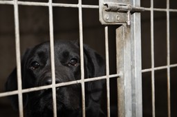 gmina przejęła kontrolę nad bytomskim schroniskiem. "zmieniamy zamki"